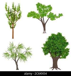 Set di alberi cartoni animati realistici altamente dettagliati. Elementi icone foresta di legno Illustrazione Vettoriale