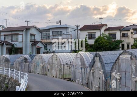 File di serre di base lungo la strada nella periferia del Giappone Foto Stock