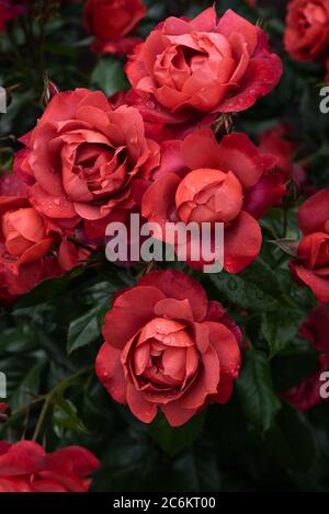 Rose rosse e vivaci coperte di gocce di pioggia Foto Stock