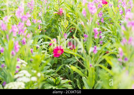 Fioritura estiva in campo. Rosa rugosa cresce nel liceto di fireweed / rosebay willowwib (Chamaenerion angustifolium). Foto Stock