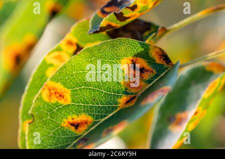 Colpito dalla malattia fungina Gymnosporangium sabinae pera Foto Stock