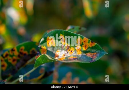 Colpito dalla malattia fungina Gymnosporangium sabinae pera Foto Stock