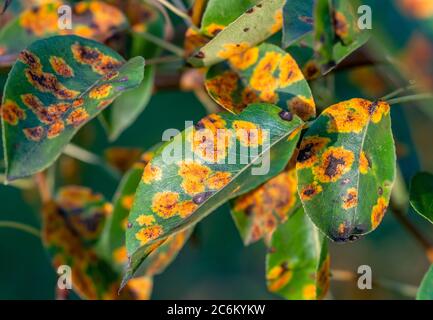 Colpito dalla malattia fungina Gymnosporangium sabinae pera Foto Stock