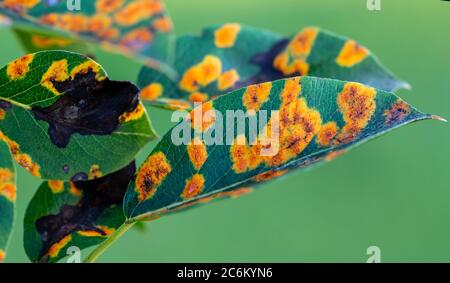 Colpito dalla malattia fungina Gymnosporangium sabinae pera Foto Stock