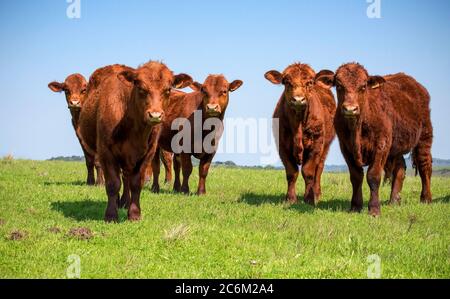 Bestiame di Santa Gertrudis che pascolano su un pascolo in Uruguay, estate Foto Stock