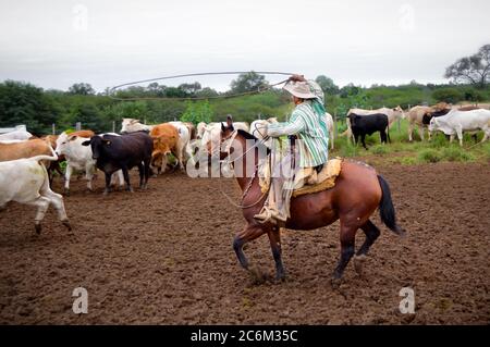 Gaucho cavalcare un cavallo, lassoing una mucca di Brahman a Chaco, Paraguay Foto Stock