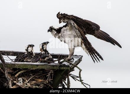 Un falco pescatore alimenta i suoi due fledglings sotto la pioggia al Blackwater National; Wildlife Refuge, Cambridge, Dorchester County, MD, USA Foto Stock