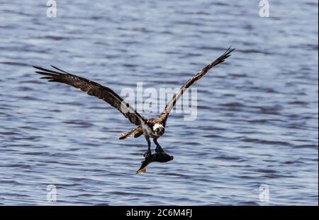 Osprey vola di nuovo al suo nido con un pesce per nutrire i suoi nestlings Foto Stock