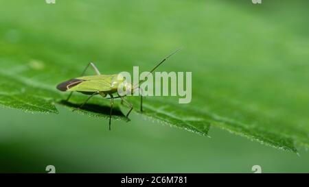 insecta, käfer, europa, italia, liguria, italia, liguria, liguria, liguria, italia, liguria, liguria, liguria, genova, italia, liguria Foto Stock