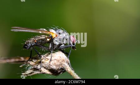 insecta, käfer, europa, italia, liguria, italia, liguria, liguria, liguria, italia, liguria, liguria, liguria, genova, italia, liguria Foto Stock