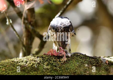 Un falco di cooperii di accipiter di Juvenile Cooper Foto Stock