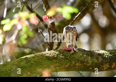 Un falco di cooperii di accipiter di Juvenile Cooper Foto Stock