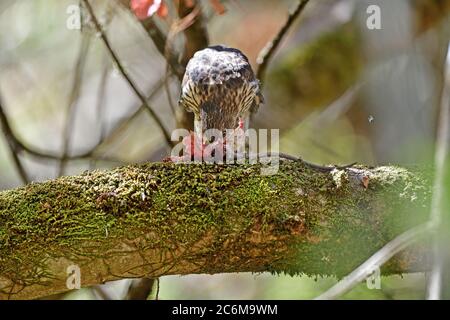 Un falco di cooperii di accipiter di Juvenile Cooper Foto Stock