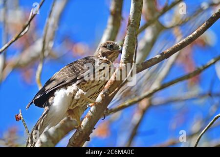 Un falco di cooperii di accipiter di Juvenile Cooper Foto Stock