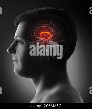 rappresentazione 3d con rappresentazione medica accurata della fornice cerebrale maschile Foto Stock