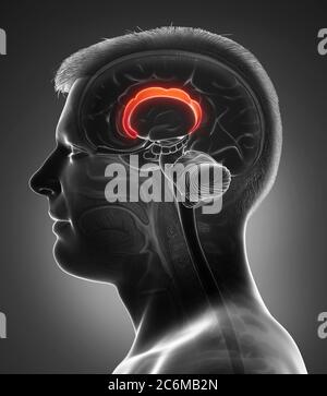 rappresentazione 3d con rappresentazione medica accurata dell'anatomia cerebrale Foto Stock