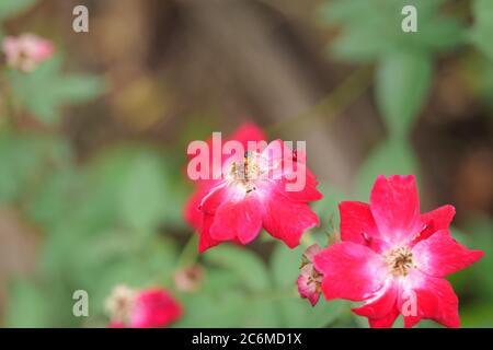 Bukavu Rose Flower Hybrid Musk Foto Stock