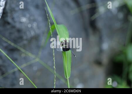 Una libellula alata bianca e nera a riposo nel Garden.Widow Skimmer è uno dei gruppi di dragonflies noti come re skimmer. Foto Stock