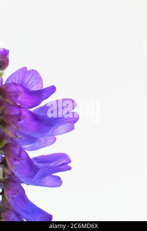 Vetch selvatico europeo violetto fiore tufted, vetch di mucca o uccello, isolato su uno sfondo bianco, nome scientifico Vicia cracca Foto Stock