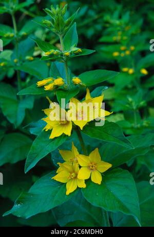 Giallo fiore europeo punteggiato Loosewlife sotto il calore della luce del sole , Lysimachia punctata Foto Stock