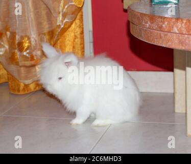 Coniglio bianco angora, coniglio appartamento, animale domestico con capelli bianchi puri Foto Stock