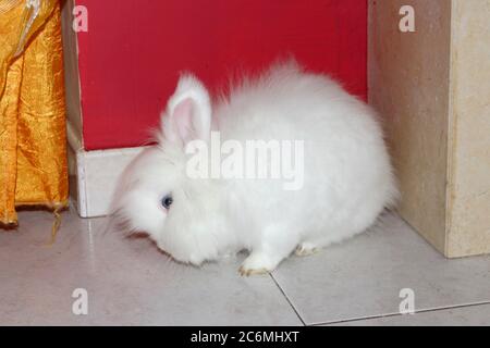 Coniglio bianco angora, coniglio appartamento, animale domestico con capelli bianchi puri Foto Stock