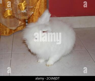 Coniglio bianco angora, coniglio appartamento, animale domestico con capelli bianchi puri Foto Stock