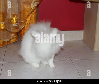 Coniglio bianco angora, coniglio appartamento, animale domestico con capelli bianchi puri Foto Stock