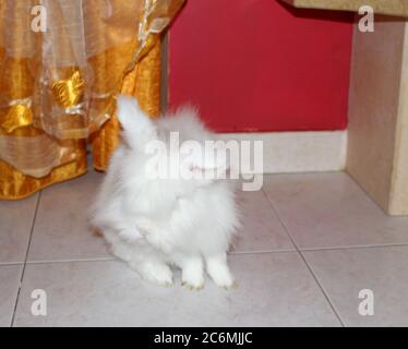 Coniglio bianco angora, coniglio appartamento, animale domestico con capelli bianchi puri Foto Stock