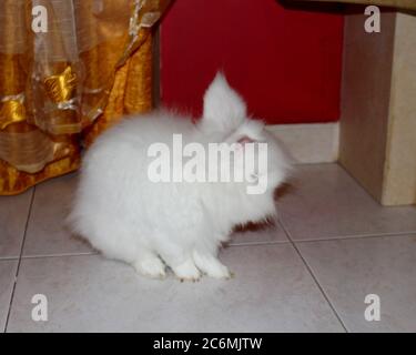 Coniglio bianco angora, coniglio appartamento, animale domestico con capelli bianchi puri Foto Stock