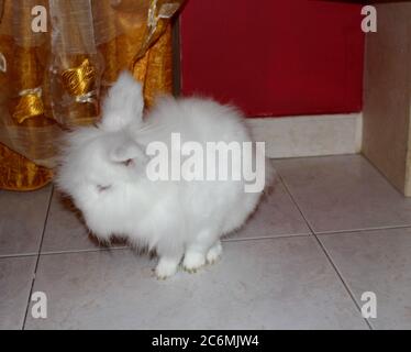 Coniglio bianco angora, coniglio appartamento, animale domestico con capelli bianchi puri Foto Stock