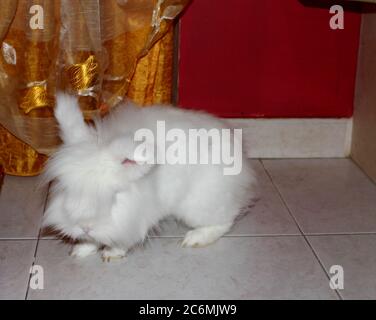 Coniglio bianco angora, coniglio appartamento, animale domestico con capelli bianchi puri Foto Stock