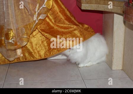 Coniglio bianco angora, coniglio appartamento, animale domestico con capelli bianchi puri Foto Stock