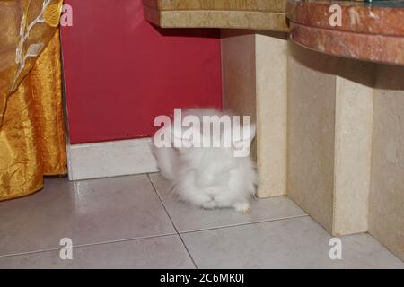 Coniglio bianco angora, coniglio appartamento, animale domestico con capelli bianchi puri Foto Stock