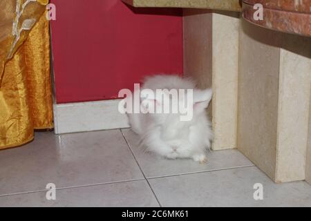 Coniglio bianco angora, coniglio appartamento, animale domestico con capelli bianchi puri Foto Stock