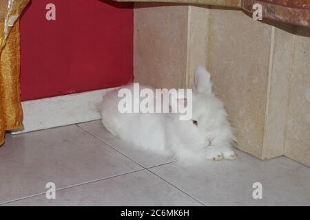 Coniglio bianco angora, coniglio appartamento, animale domestico con capelli bianchi puri Foto Stock