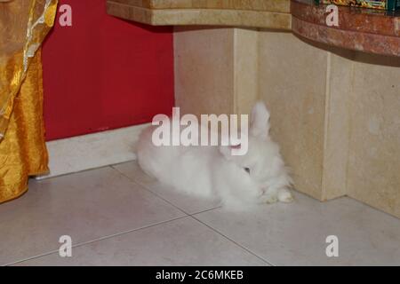 Coniglio bianco angora, coniglio appartamento, animale domestico con capelli bianchi puri Foto Stock