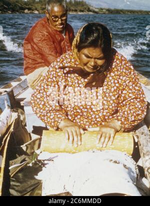 1975 circa - Eschimesi dal villaggio di Ambler raccolta di corteccia di betulla per la fabbricazione di cestelli tradizionali , Kobuk Valley Foto Stock