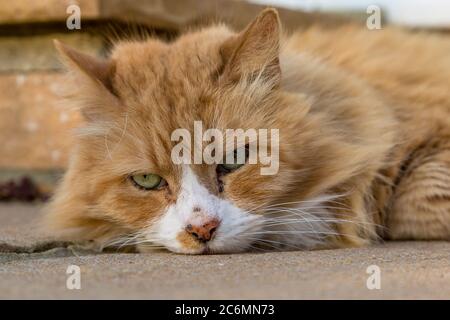 Un primo piano di un gatto zenzero che giace sul pavimento Foto Stock