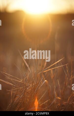 L'erba secca sfocata cresce nel campo autum al tramonto Foto Stock