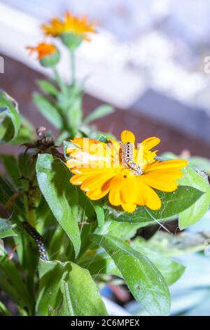Arancio e nero bruco mangiare un arancio margherita fiore, Città del Capo, Sud Africa Foto Stock