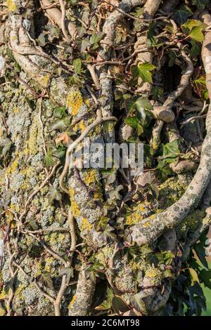 Ivy e lichene che crescono su un tronco di albero Foto Stock