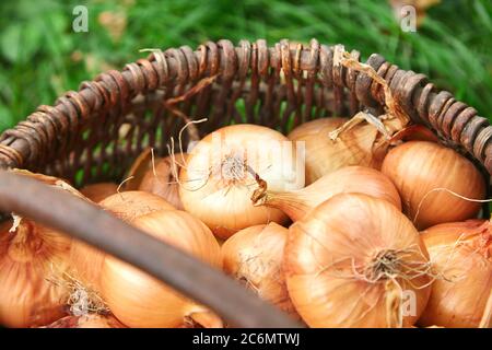 Cipolle fresche vendemmiate in cesto di legno su erba. Bulbi di cipolla appena scavati. Cipolle dopo la raccolta dal giardino del villaggio. Giardinaggio villaggio. Prodotti biologici Foto Stock