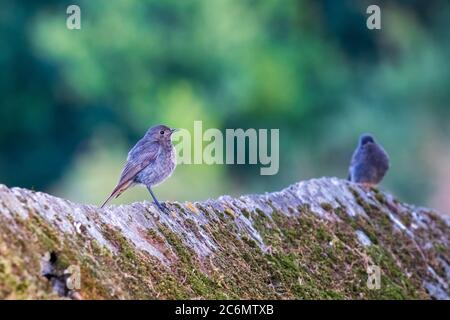 Black Redstart Fenicurus ocruros arroccato sulla parete di pietra o Seixo Mugardos Galizia Spagna Foto Stock