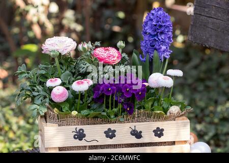 fiori primaverili in scatola di legno come decorazione del giardino Foto Stock