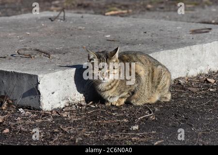 Cat a terra Foto Stock