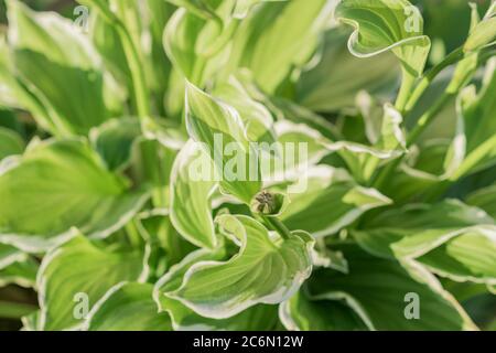 vista dall'alto della pianta di hosta con un bocciolo. L'osta di Siebold (Hosta sieboldiana). Pianta Evergreen. Foto Stock