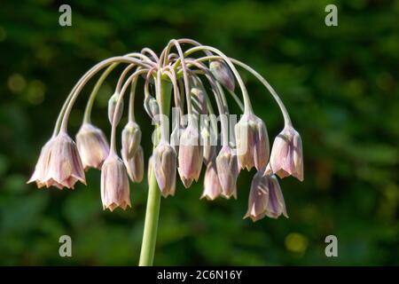 Aglio di miele siciliano (Allium o Nectaroscordum siculum) che allagano specie. Veru attraente per gli impollinatori di insetti, Berkshire, maggio Foto Stock