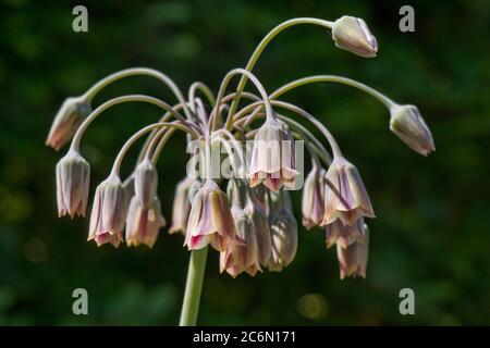 Aglio di miele siciliano (Allium o Nectaroscordum siculum) che allagano specie. Veru attraente per gli impollinatori di insetti, Berkshire, maggio Foto Stock