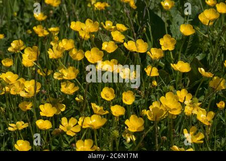 Fiori gialli luminosi di campo o prato buttercup (Ranunculus acris) in e vecchio pascolo in primavera, Berkshire, maggio Foto Stock